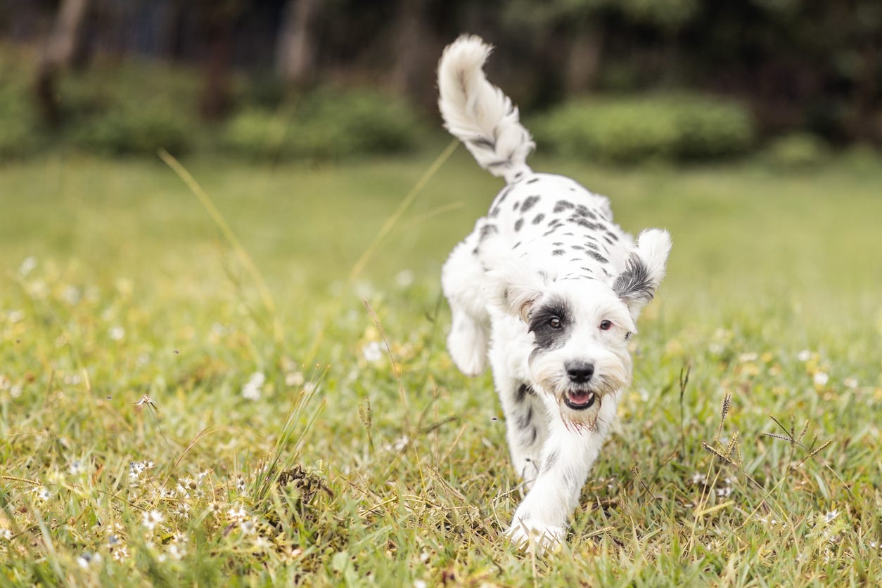 Natural Treatment for Kennel Cough in Dogs