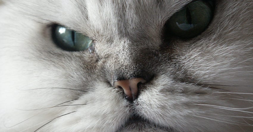 6 Signs You Have An Aggressive Cat