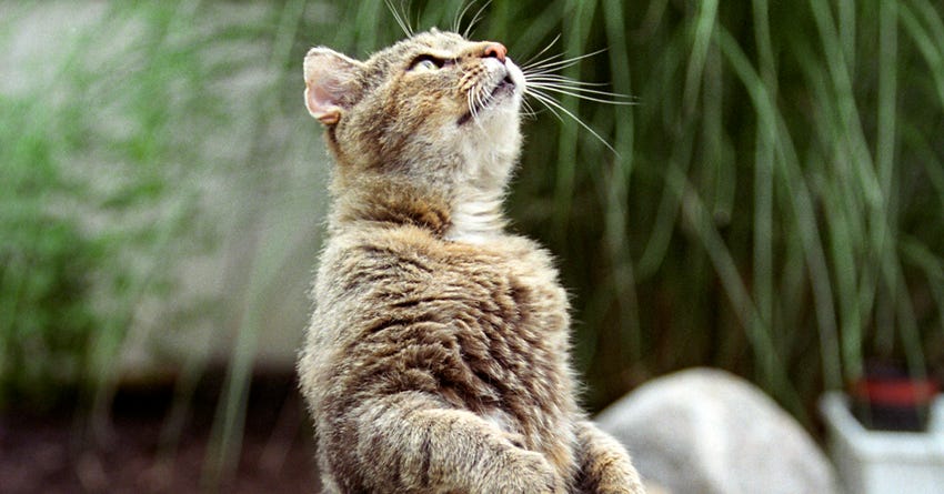 6 Training Tips For The Frisky Feline
