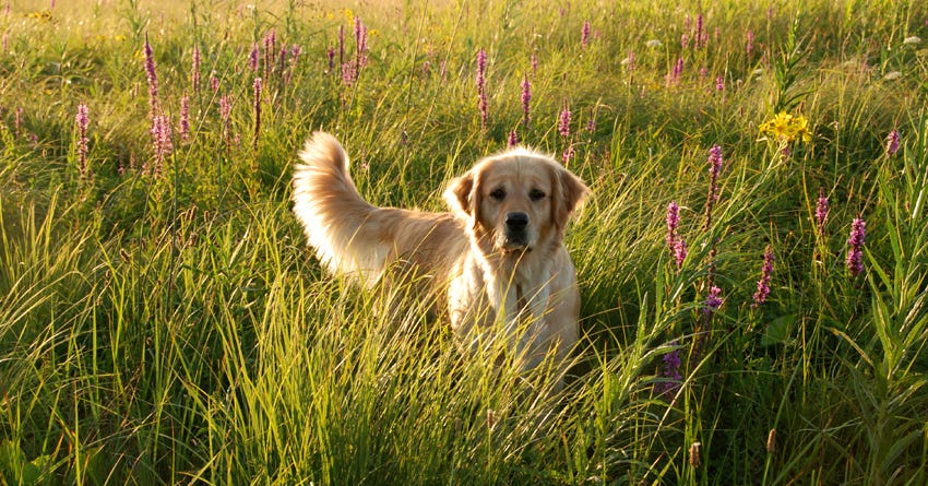 7 Ways to Have for More Fun while Walking Your Dog