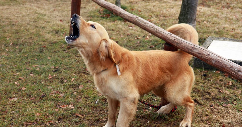 9 Suggestions for Quieting a Barking Dog