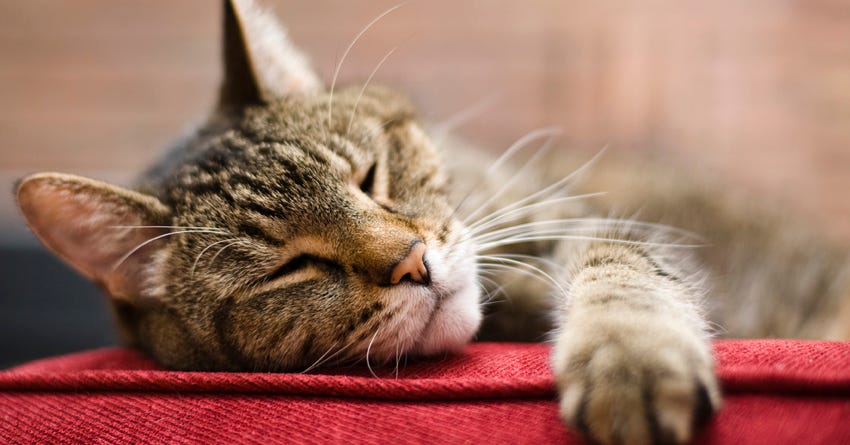 9 Fun Facts about Feline Sleep