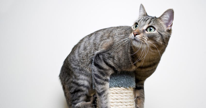 6 Tips For Teaching Your Cat Tricks