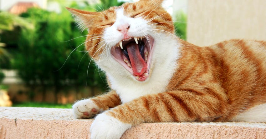 How To Clean Your Cat’s Teeth (and Keep Them Clean!)