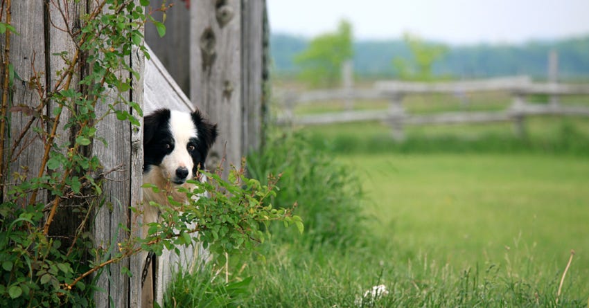 6 Suggestions for Boosting a Shy Dog's Confidence