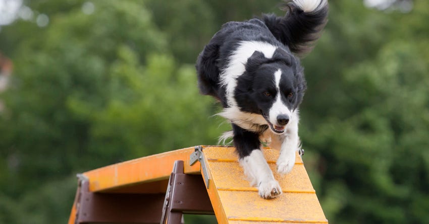 Tips to Kickstart an Active Lifestyle for You and Your Dog