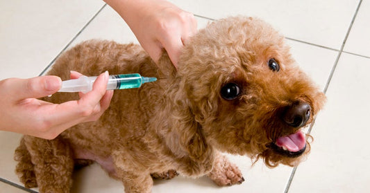 The Side Effects of Steroids [Like Prednisone] on Dogs