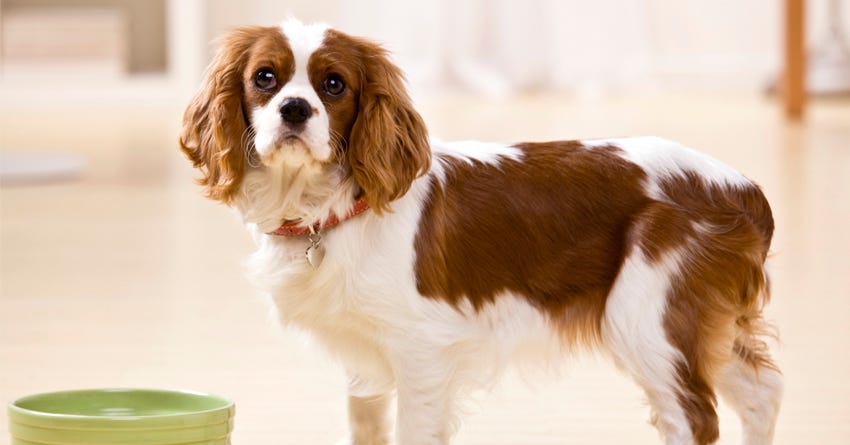 What Do You Feed A Dog With A Sensitive Stomach?