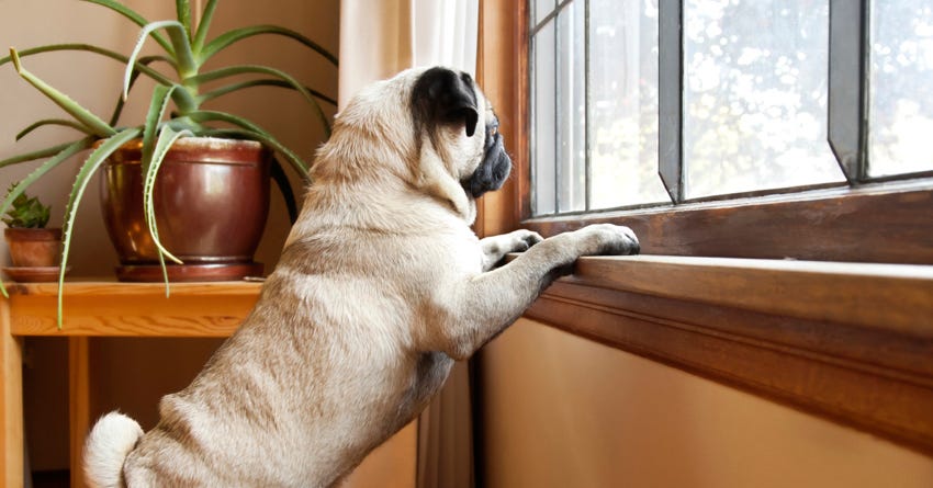 Dealing with Separation Anxiety in Dogs: Tips and Tricks From a Top Trainer