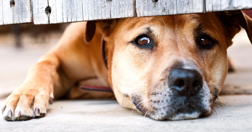 6 Tips for Boarding a Dog with Separation Anxiety