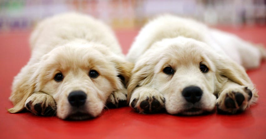 6 Frequently Asked Questions about Puppies