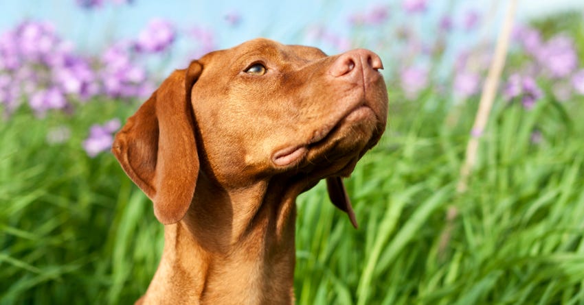 7 Ways Flower Remedies Can Help Your Pet