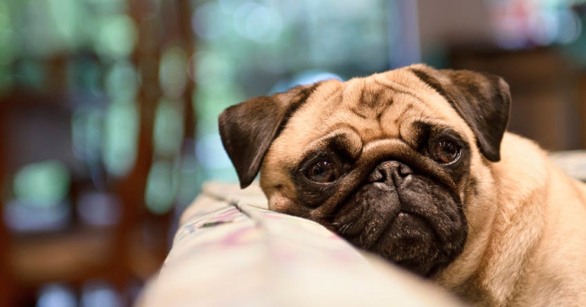 Top 10 Dog Breeds Most Content to Cuddle on the Couch