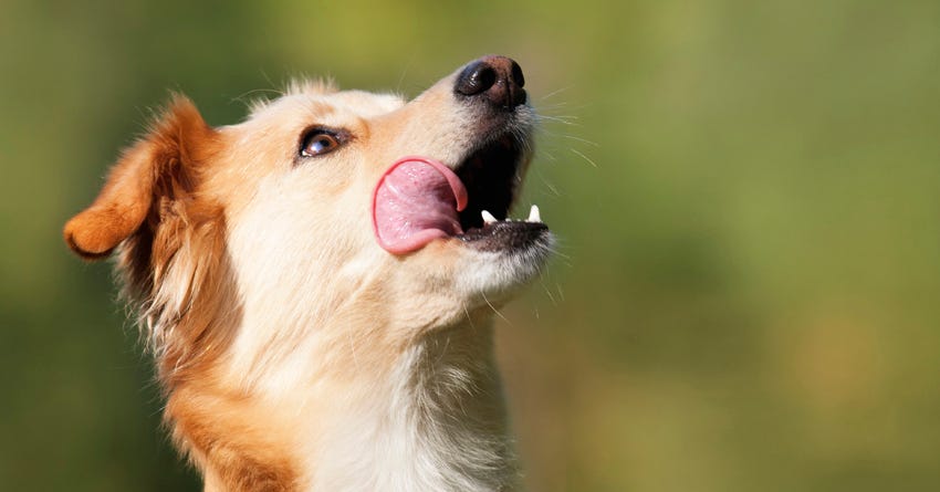 Why Does My Dog Always Act So Hungry? Managing Food-Motivated Dogs