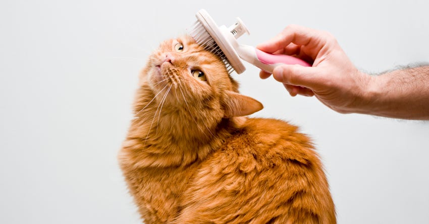 Cat being gently groomed