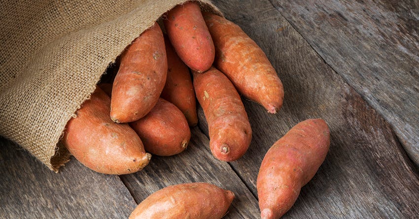 6 Things You Didn’t Know About Sweet Potatoes and Dogs