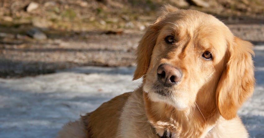 7 Facts About Canine Cognitive Dysfunction