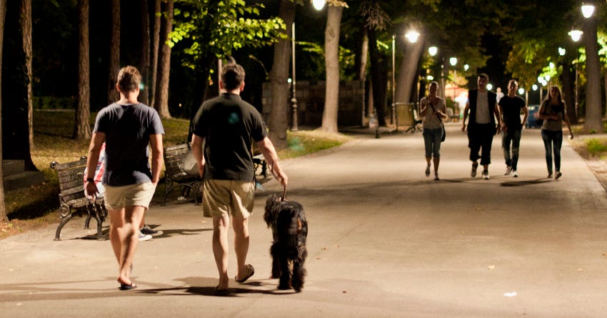 Night Dog Walking Safety