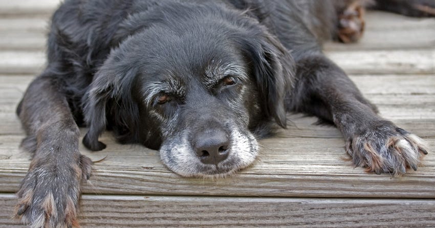 What Are the Signs Your Pet Has Suffered Toxic Exposure?