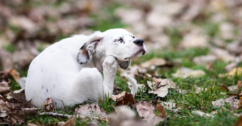 6 Itchy Skin Soothers for Dogs