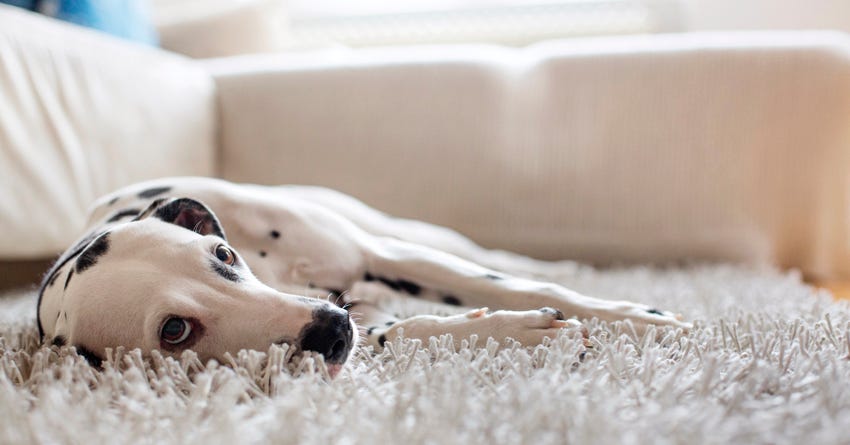 4 Steps to Get Your Dog off the Couch