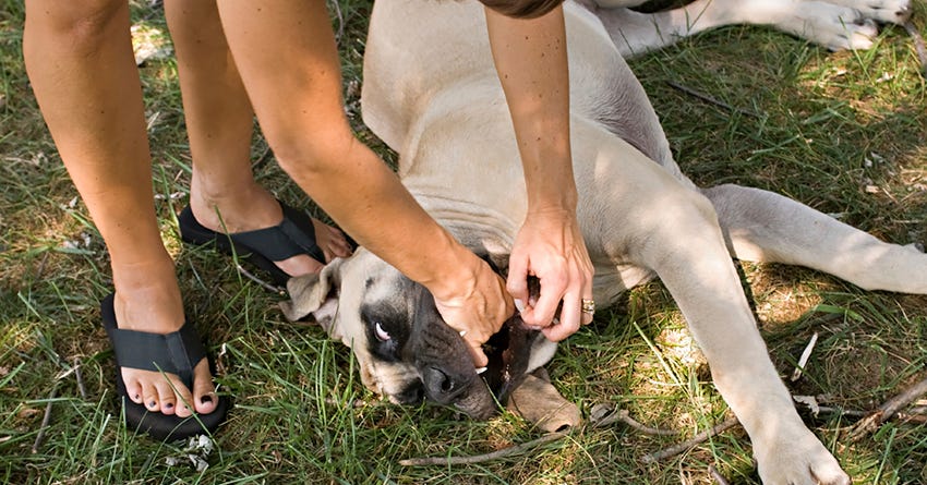 What To Do If Your Pet Starts Choking