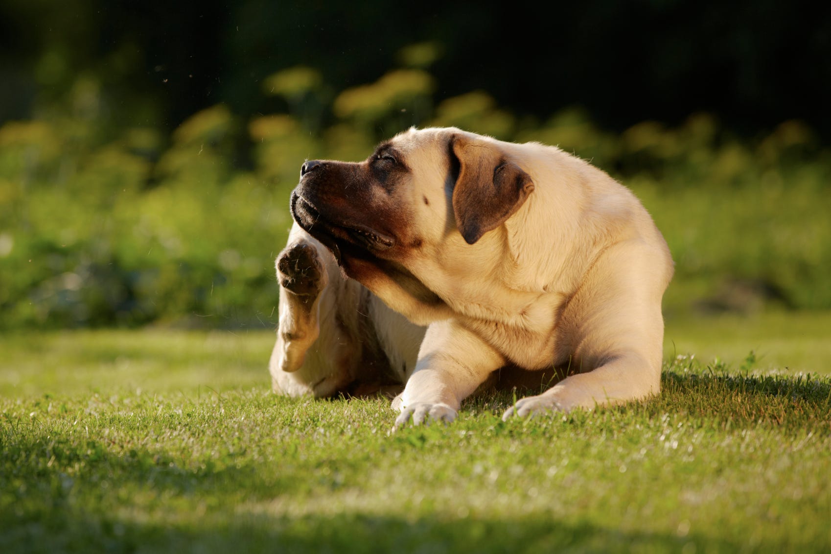 6 Home Remedies for Minor Dog Issues