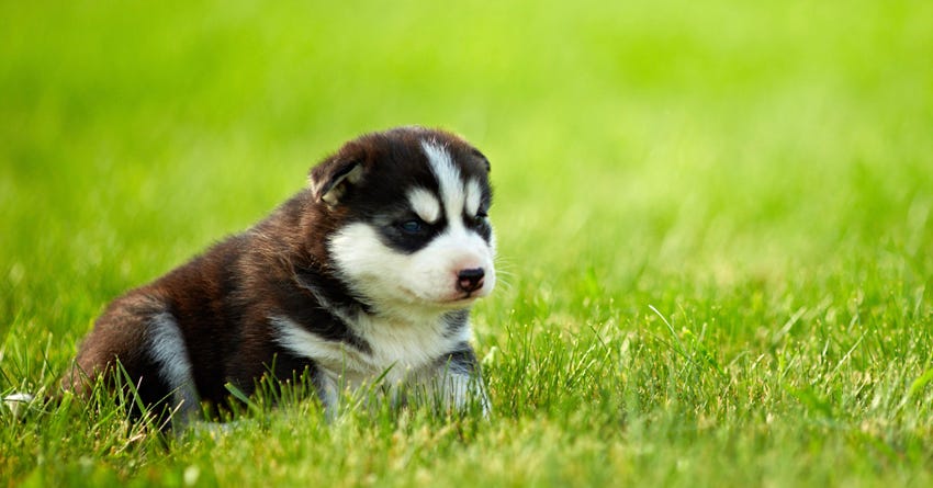 What To Expect on Your Puppy’s First Day Home