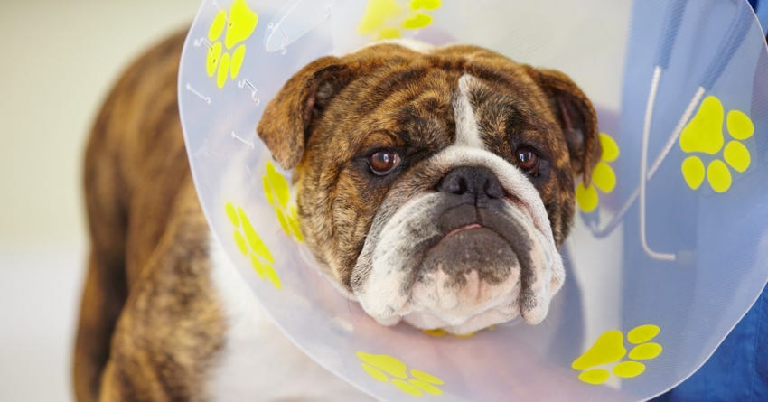 Vet Tips for Dealing With the Dreaded Cone