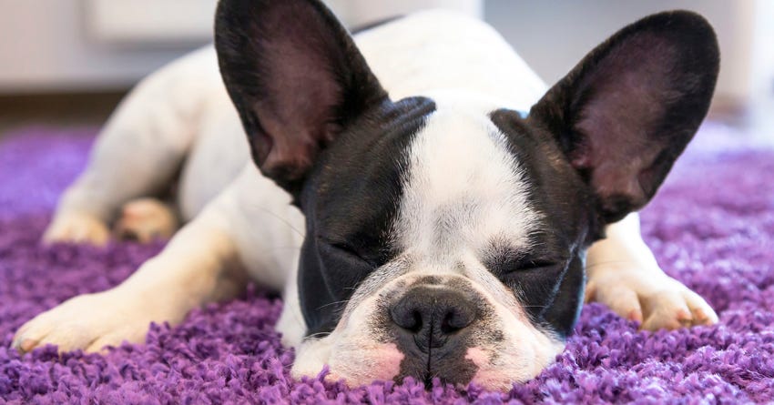 dog ear infection