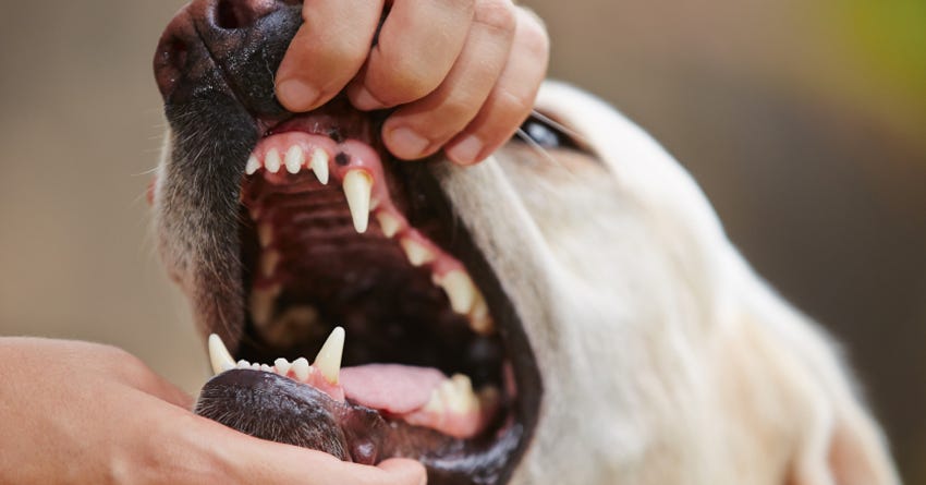 6 Tips for Keeping Your Dog's Teeth in Good Shape