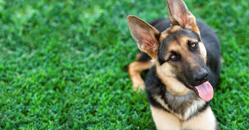 7 Techniques to Help You Survive Your Puppy's Adolescence