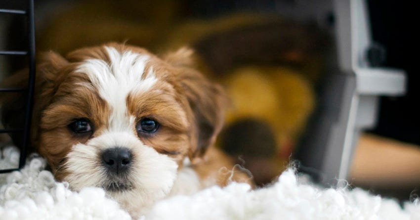 Troubleshooting Crate Training