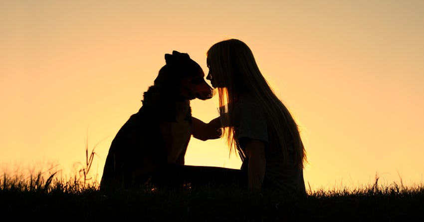 Be a Life Saver: Why You Should Consider Fostering a Dog