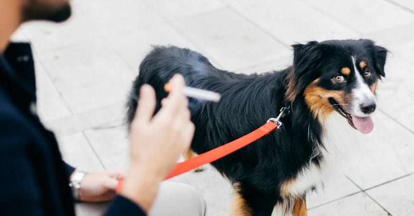 Second-Hand Smoke and Dogs