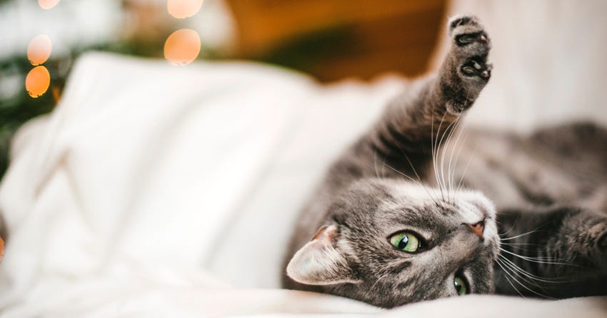 Understanding Your Cat's Behavior