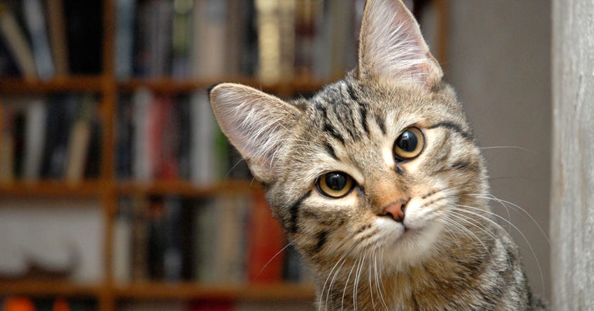 6 Must-Have Holistic Pet Health Books for Your Library