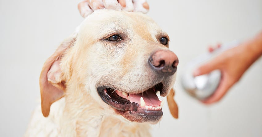 6 Squeaky-Clean Tips For Before and After Dog Bath Time