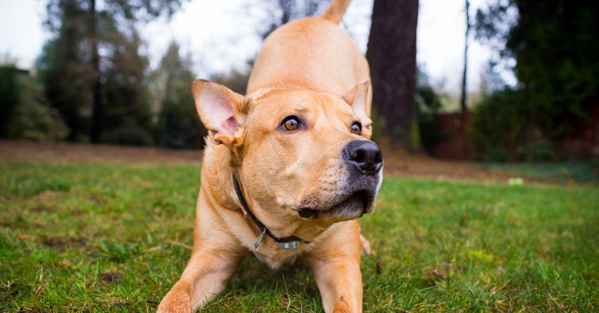 Teaching Your Dog Good Manners: An Interview with Professional Dog Trainer David Wright