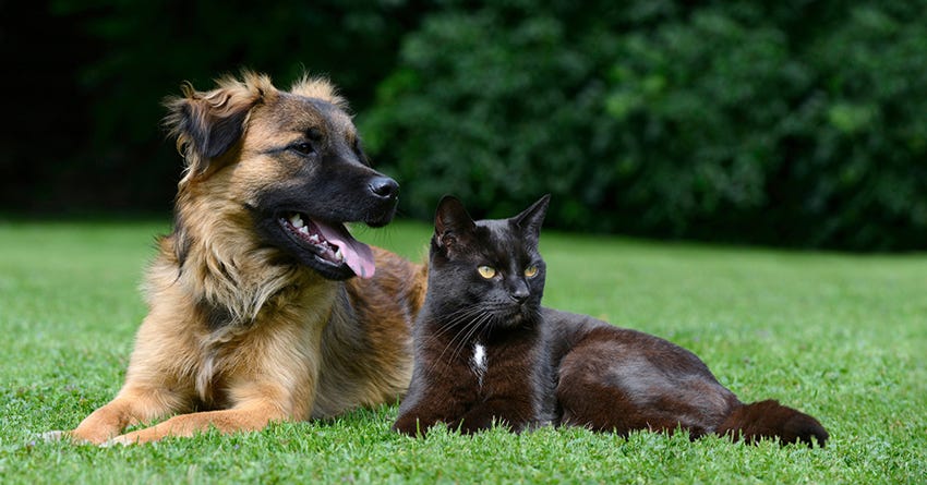 7 Tips for Adding a Cat to a Dog's Household