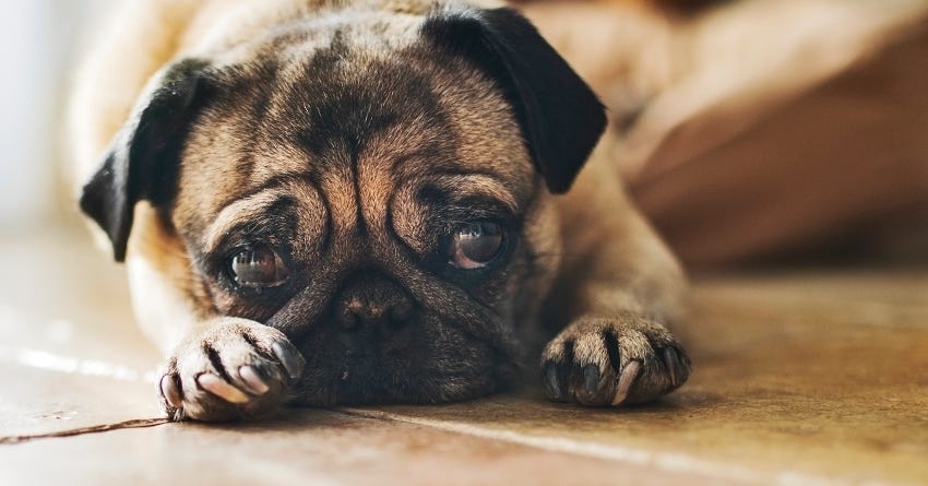 Canine Depression: What to Do When Your Dog Gets the Blues