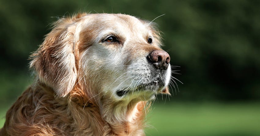 6 Fun Activities To Do With Your Older Dog
