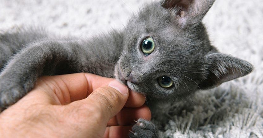 How to Stop Your Cat From Biting You