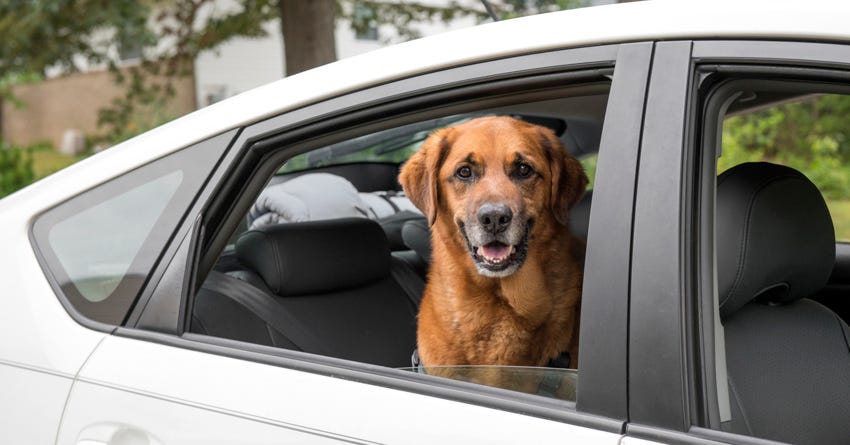 3 Tested Products to Keep Your Dog Safe in the Car