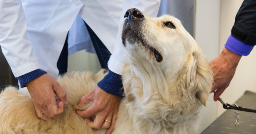 6 Questions About Canine Distemper