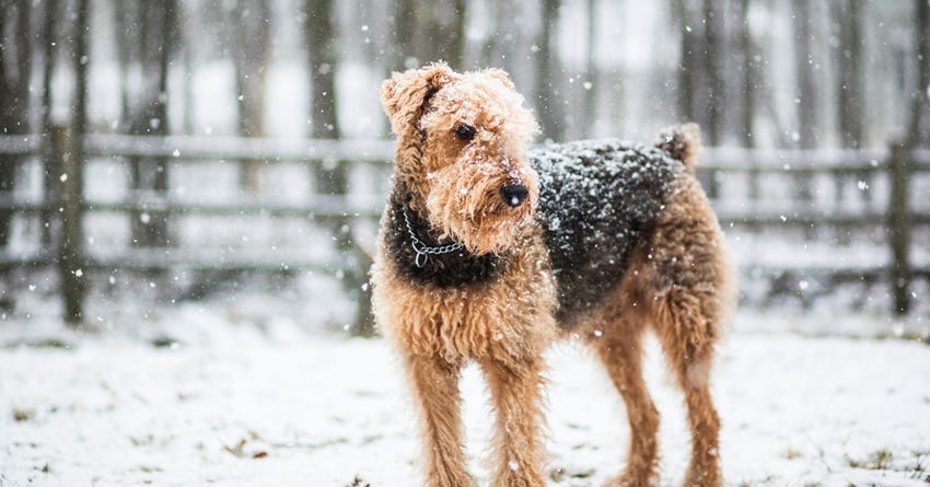 Alternatives to Dog Boarding this Holiday Season