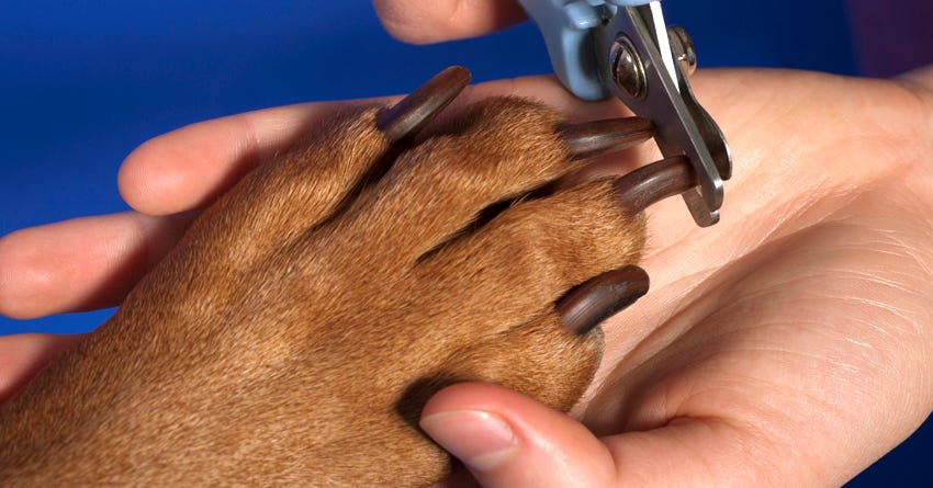 Don't Let Your Dog's Toenails Scare You