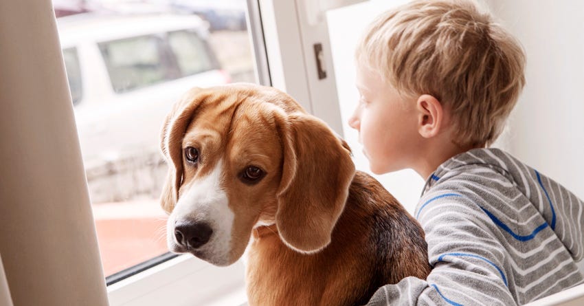 Teaching Kids to Respect the Family Dog