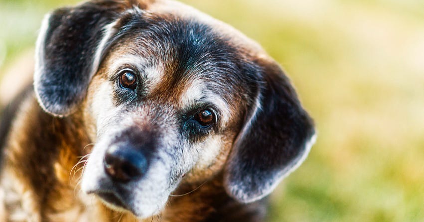 How to Deal With an Aging Dog