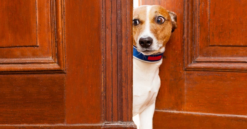 6 Suggestions to Improve Your Dog's Behavior Around Guests